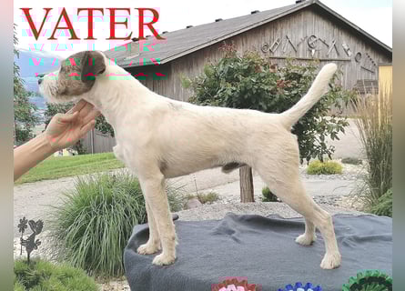 Parson Russell Terrier Welpen