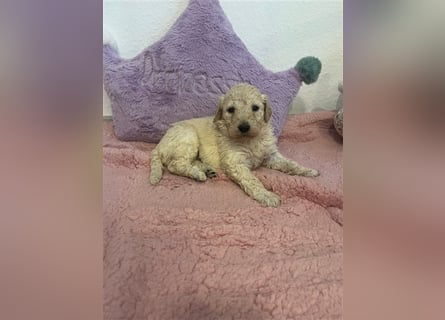 Wunderschöne Goldendoodle Welpen zu verkaufen Abgabe frühestens ab 06.12.24