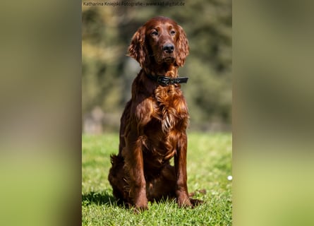 Wunderschöne Irish-Setter-Rüden