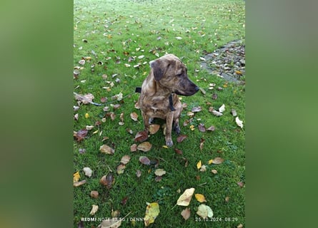 2 bildhübsche Labrador/Australian Shepherd- Harzer Fuchs Mix Mädels