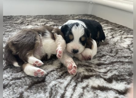 Mini American Shepherd / Mini Aussie