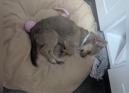 Chihuahua Rüden