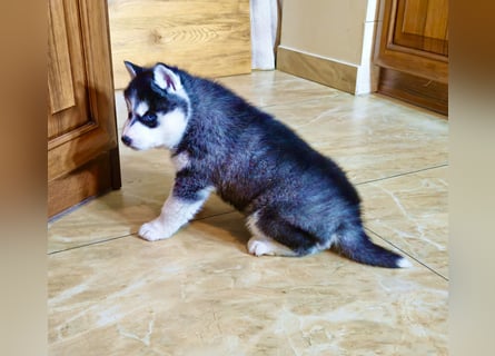 FCI Pedigree Blue Eyed Black & White Siberian Husky Champion Puppy