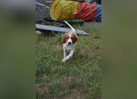 Alard – Irish Red and White Setter Rüde mit Power & Charme