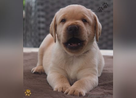 Traumhafte Labrador Welpen in Schwarz und Gelb suchen ein liebevolles Zuhause!