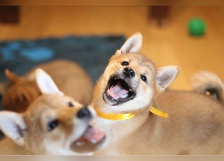 Schöne rote Shiba inu Welpen MEI, MIKA, MASARU mit FCI dokumenten