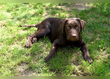 Labrador Junghund