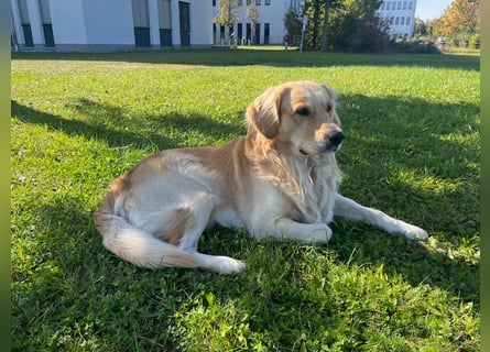 Golden Retriever Deckrüde