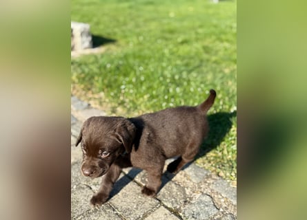 Zuckersüße Reinrassige Labrador Welpen suchen liebevolles Zuhause!