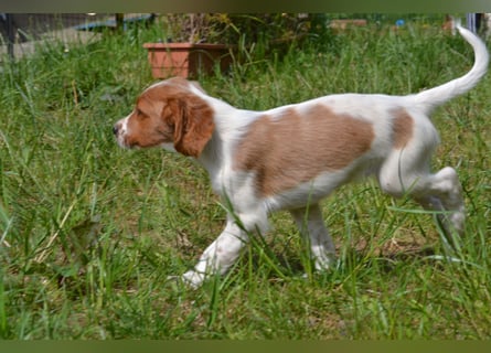 Feuerkopf - Irish Red and White Setter