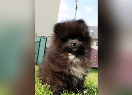 Zwergspitz Pomeranian Welpen in verschiedenen Farben mit Papieren