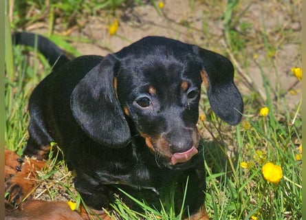 Wunderschöne Dackel Welpen