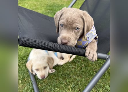 Labrador Welpen reinrassig Rüde Silber NRW Düsseldorf Köln Kleinanzeige