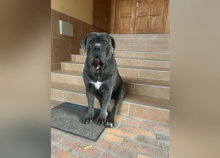 Cane Corso grau  welpen hündin Graue Hündin mit Züchtergarantie EUCH WCh-Linie zu verkaufen
