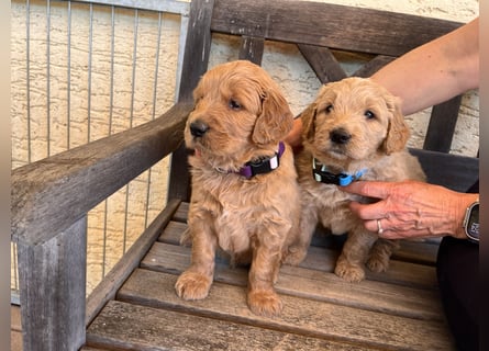 Goldendoodle mini Medium Doodle Abgabe an Pfingsten
