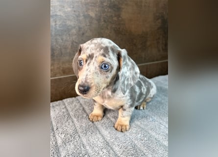 Zwerg Dackel Welpen in besonderen Farben (blue / choco / Harlekin) suchen tolles Zuhause