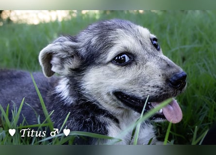 Teddy und seine Geschwister suchen ab September ein Zuhause