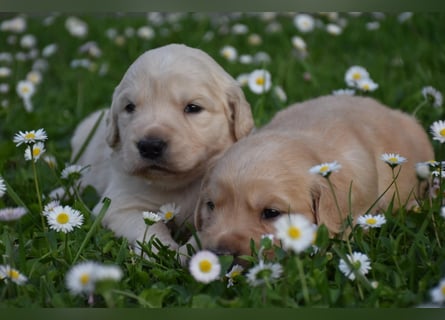 süße reinrassige Goldenretriever Welpen geboren
