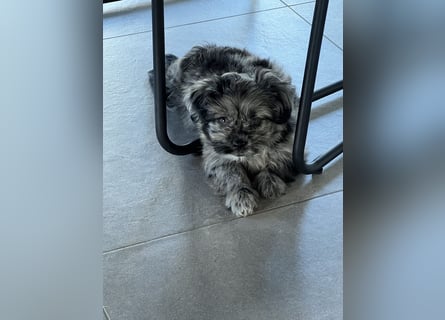 Maltipoo - Welpen - Rüden und Hündin