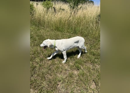 Welpen Akbas Schäferhund