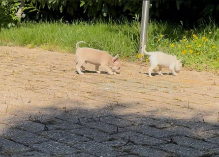 Chihuahua Welpen reinrassig Rüde Mai2025
