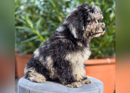 Cavapoo welpen