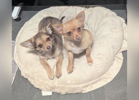 Chihuahua Rüden