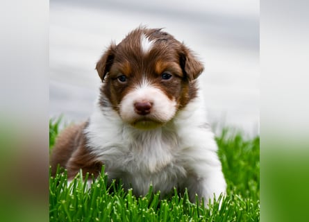 Australian Shepherd Welpen