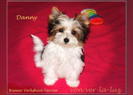 kleiner Biewer Yorkshire Terrier Rüde