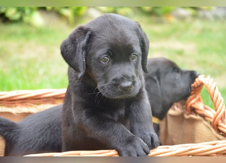Reinrassige Labradorwelpen (Arbeitslinie)drei schwarze Mädels suchen ein schöne Zuhause