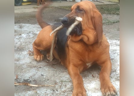 Bloodhound - Chien Saint Hubert