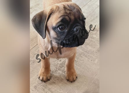 Mops 2.0 Welpen, Rüde, 13 Wochen, Ahnentafel CfdM / VDH / FCI