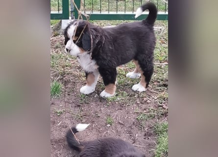 Berner Sennen Welpen