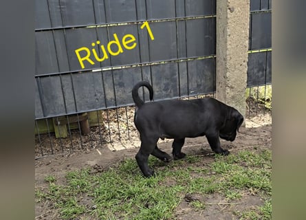 Presa Canario x Cane Corso 