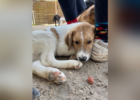 Verschiedene tolle Fellnasen  suchen ein  Zuhause