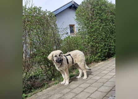 Alex, lieb, menschenbezogen, sehr sozial und katzenvertäglich