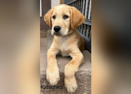 Labradoodle F1 apricot