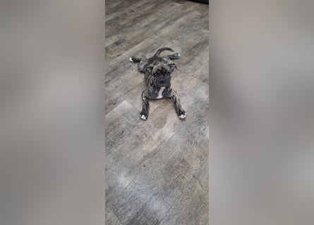 Old Englische Bulldogge Welpe