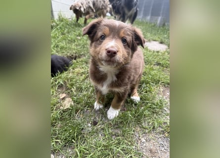Mini Australien Shepherd Welpen suchen Traumzuhause