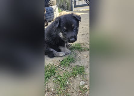 Osteuropäische Schäferhund Welpen