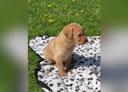 Labrador Welpen in foxred und schwarz aus liebevoller Hobbyzucht
