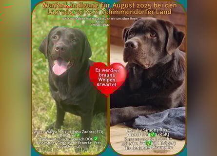 Wurfankündigung für August von reinrassig braunen Labrador Retrieverwelpen mit AT
