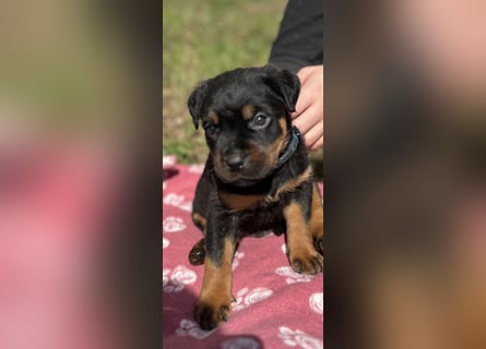 Reinrassige Rottweiler Welpen , Sportliche leistung Zucht