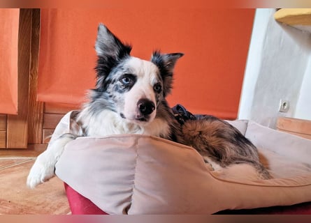Traumhund: ruhiger & verschmuster Border Collie