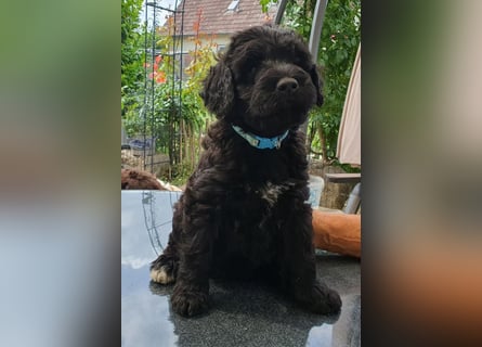 Portugiesischer Wasserhund-Welpe aus der Welpenkrippe®