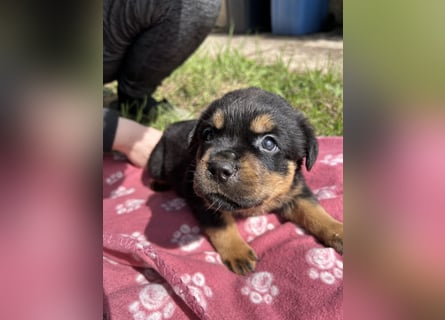 Reinrassige Rottweiler Welpen , Sportliche leistung Zucht