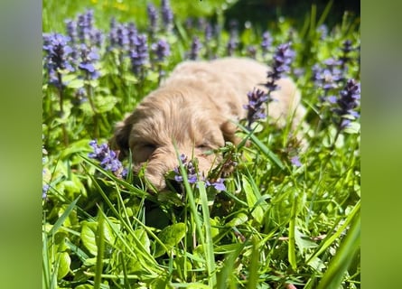 Traumhafte American Cockapoo