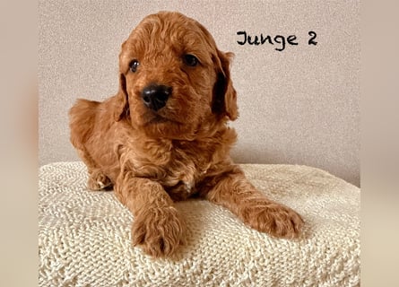 Cockerpoo / Cockapoo Welpen