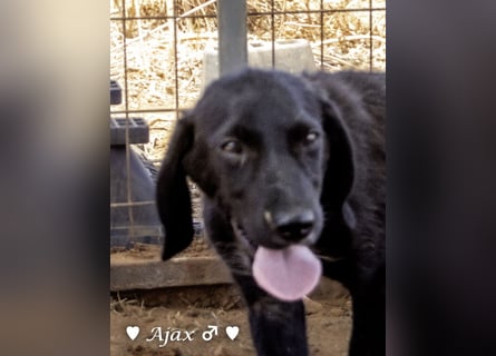 Timmy, Adam und Ajax suchen ein Zuhause
