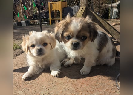 Welpe Traumhund, erzogen, sozialisiert, tolle Gene, schmusig, anhänglich, zauberhaft, Familienhund